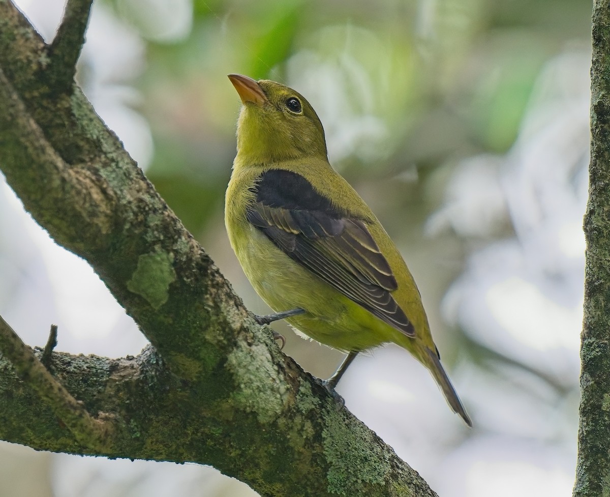 Scarlet Tanager - ML643505911