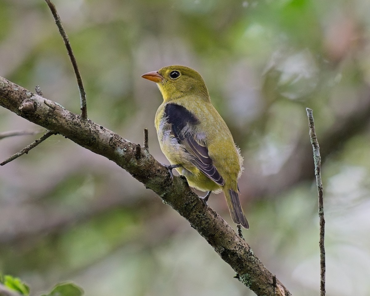 Scarlet Tanager - ML643505912