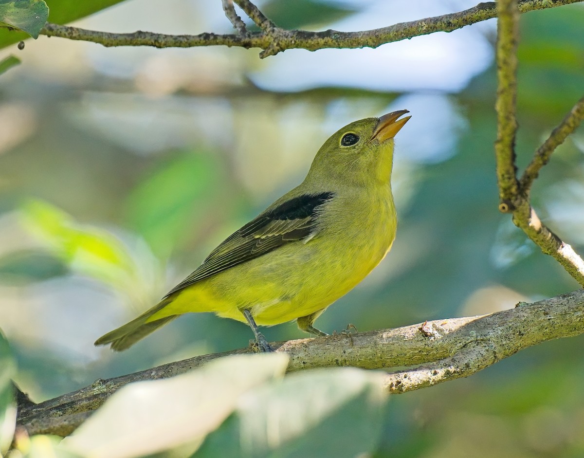 Scarlet Tanager - ML643505913
