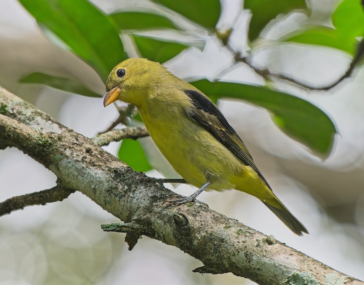 Scarlet Tanager - ML643505914