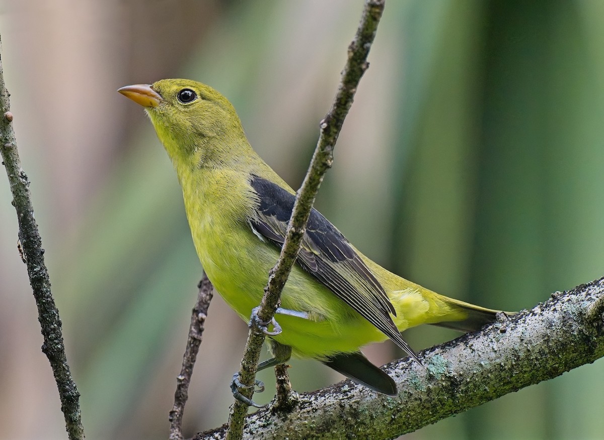 Scarlet Tanager - ML643505915