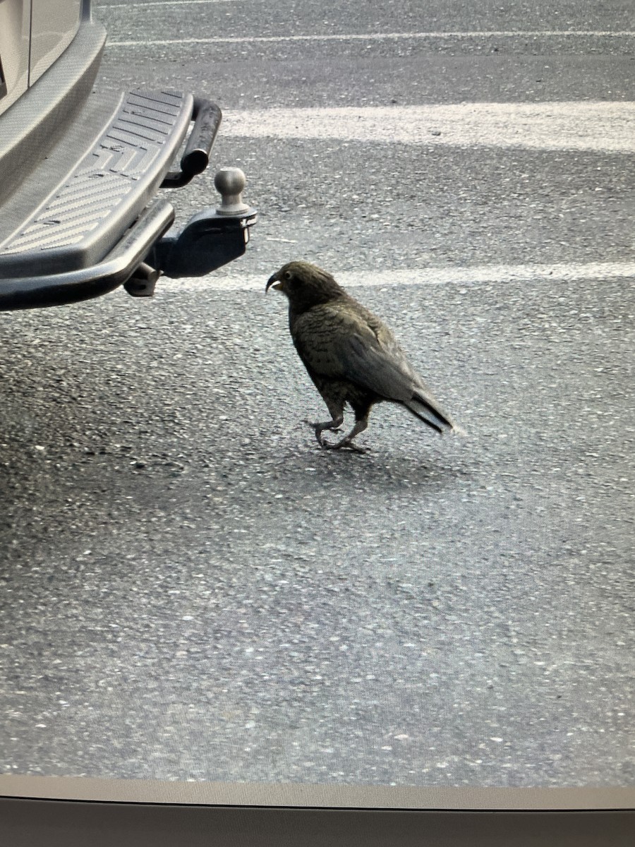 Kea - ML643505921