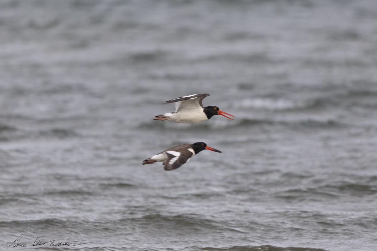 American Oystercatcher - ML643505924