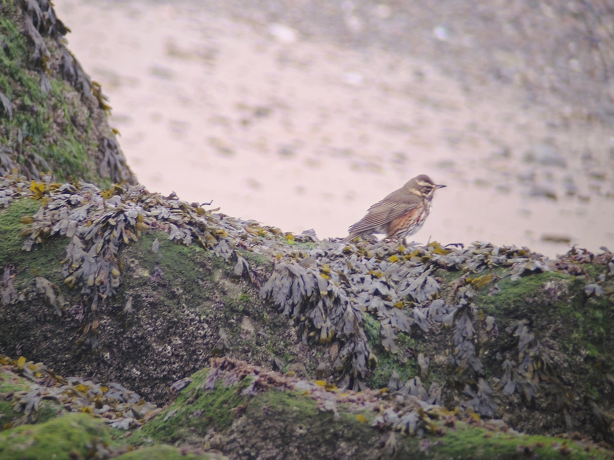 Redwing (Eurasian) - ML643505927