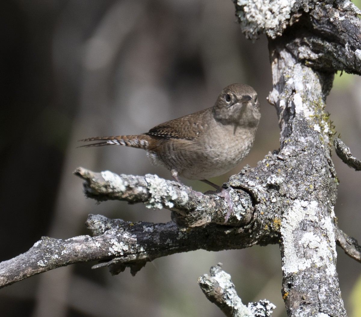 Northern House Wren - ML643505933