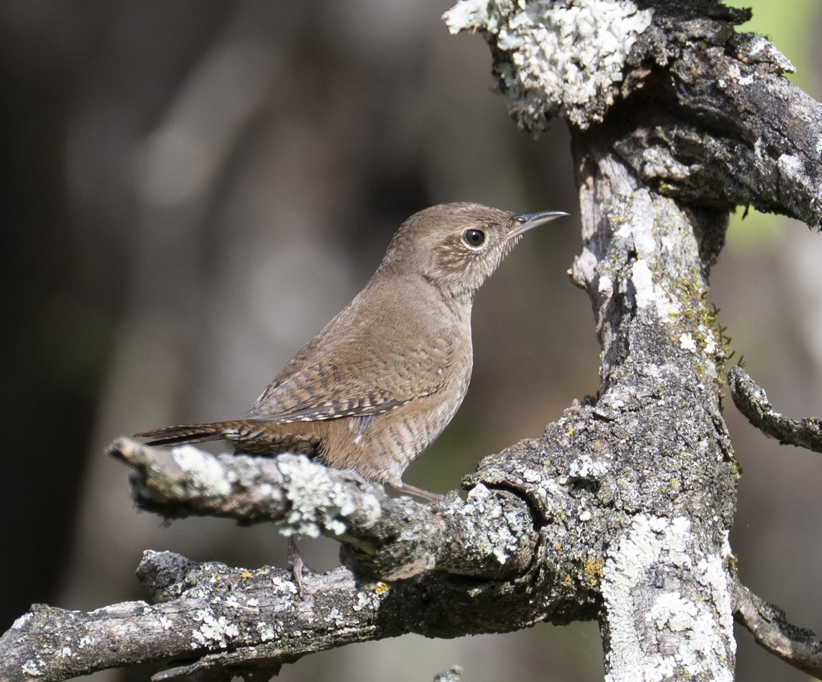 Northern House Wren - ML643505934