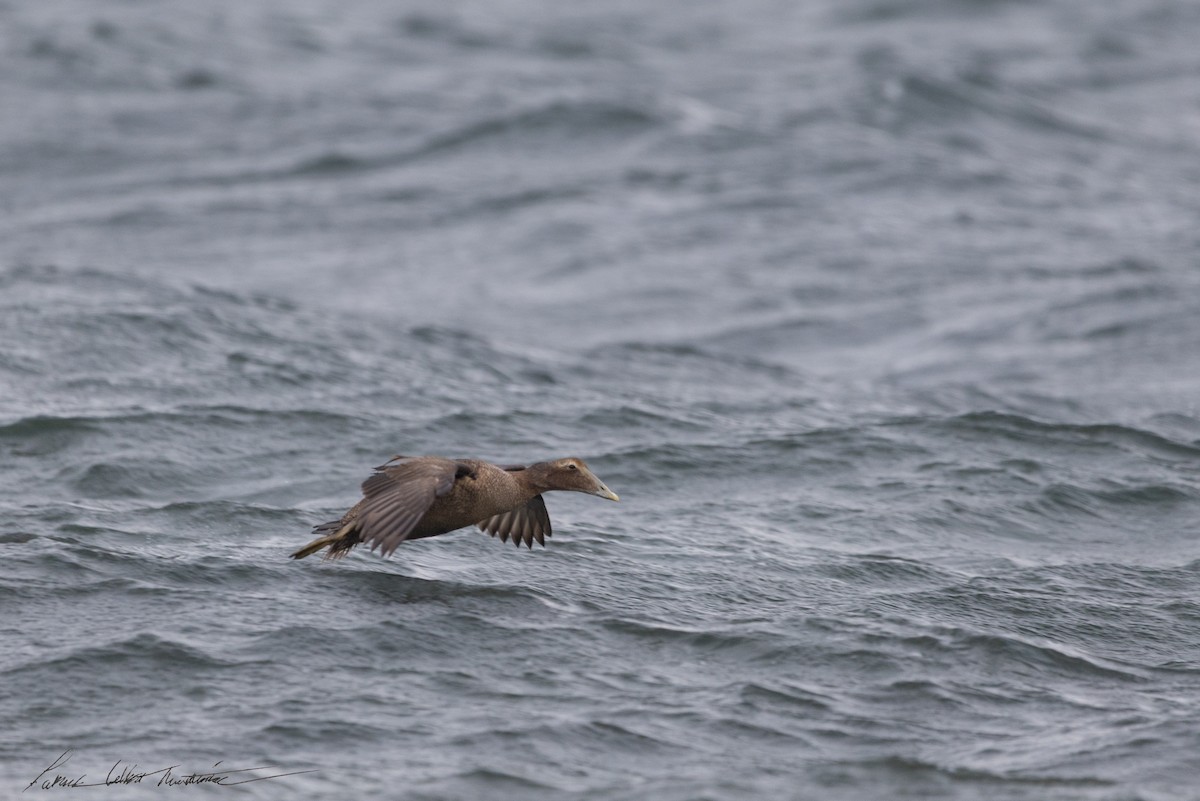 Common Eider - ML643505936