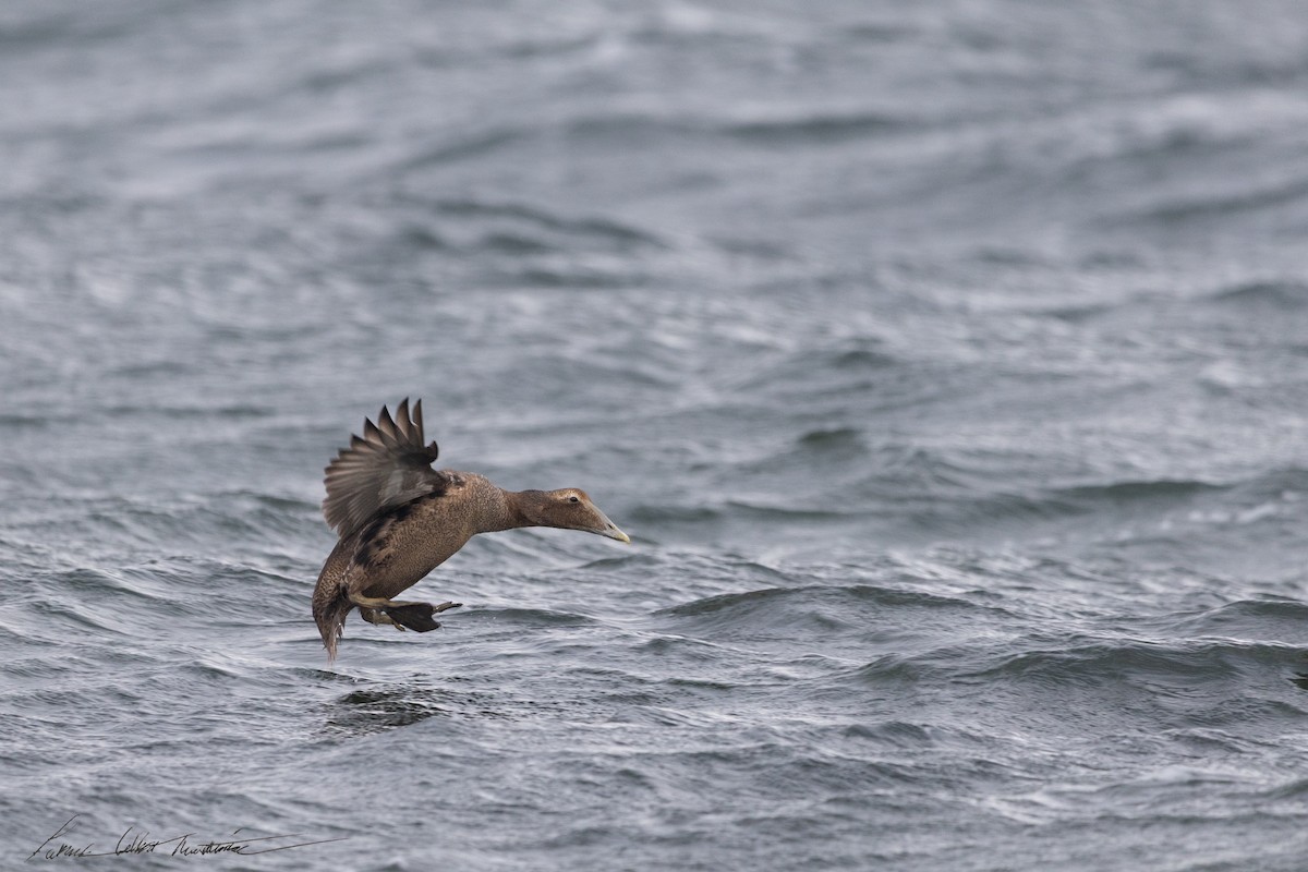 Common Eider - ML643505937