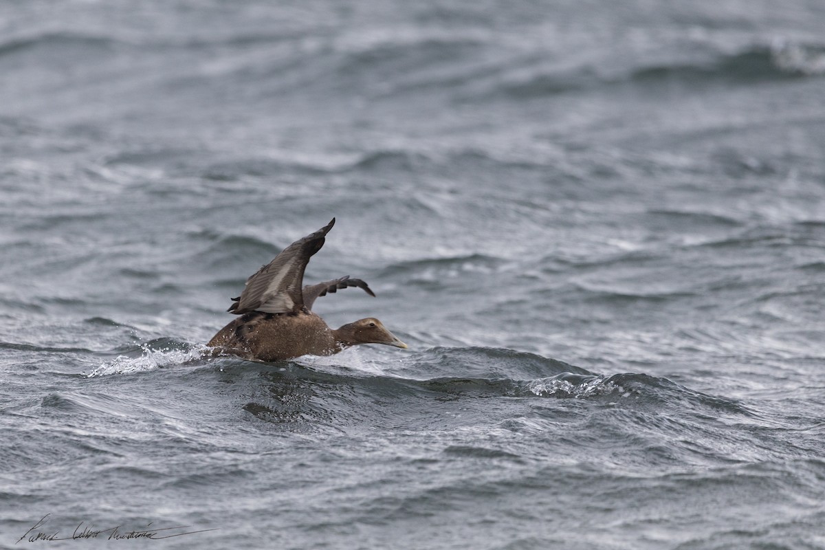 Common Eider - ML643505938