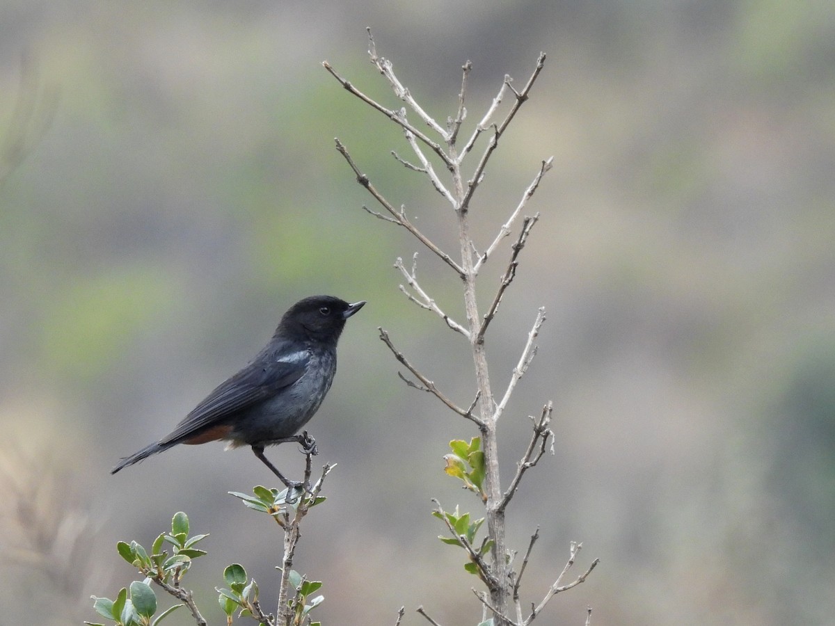 Gray-bellied Flowerpiercer - ML643505943