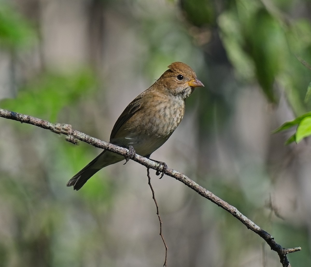 Indigo Bunting - ML643505960