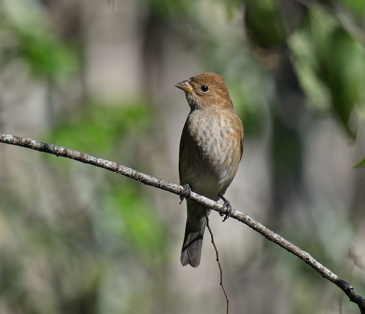 Indigo Bunting - ML643505961