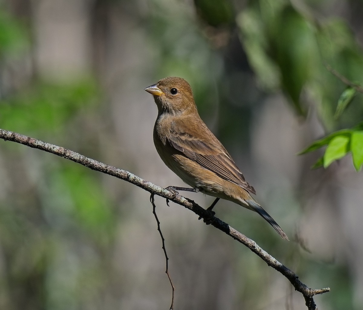 Indigo Bunting - ML643505962
