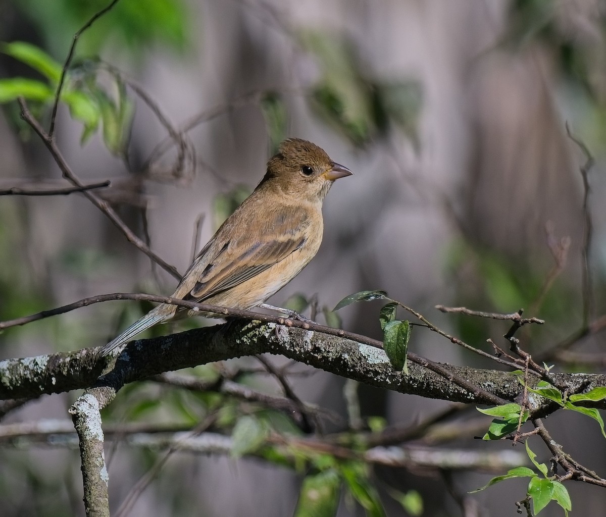 Indigo Bunting - ML643505963