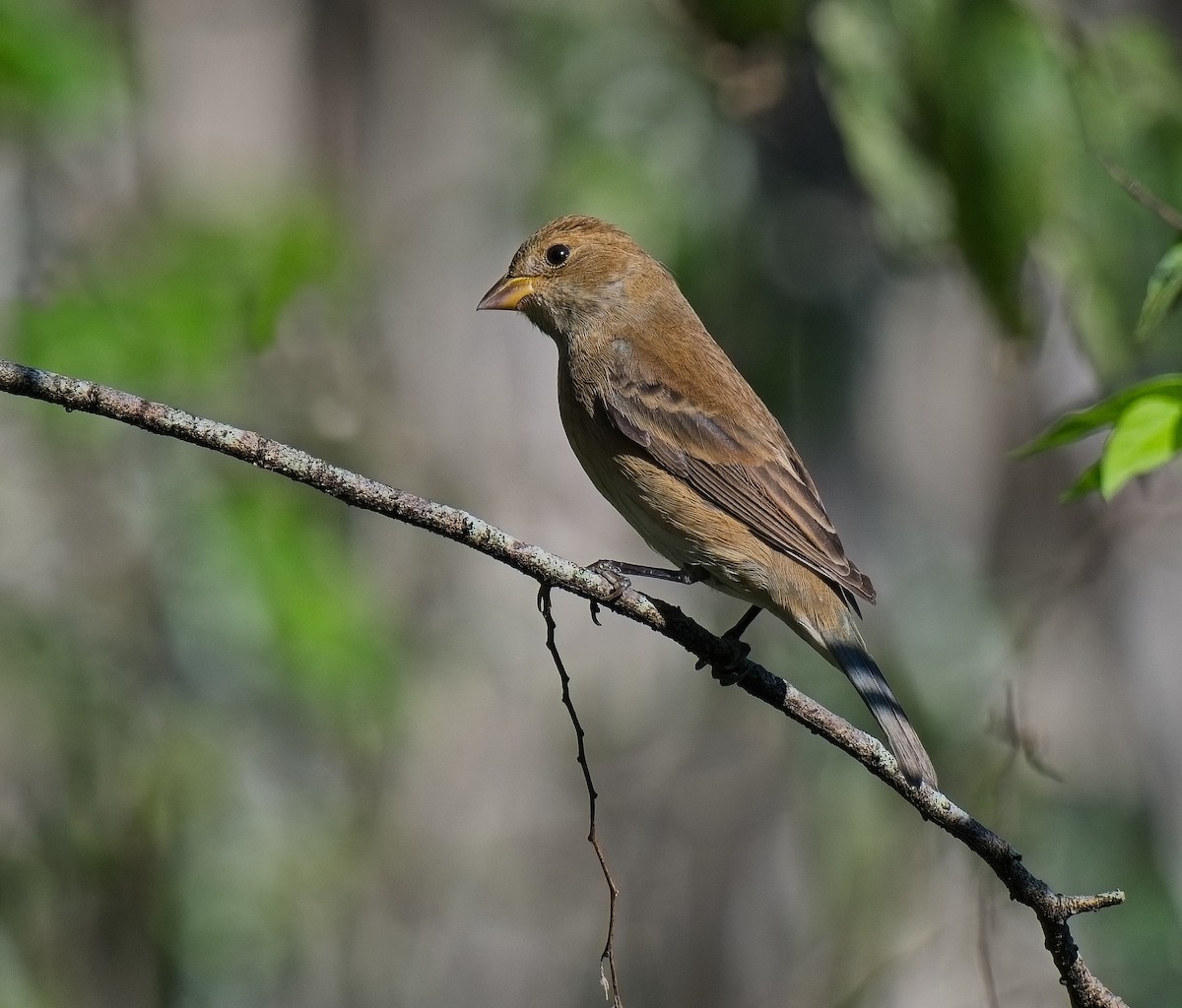 Indigo Bunting - ML643505964