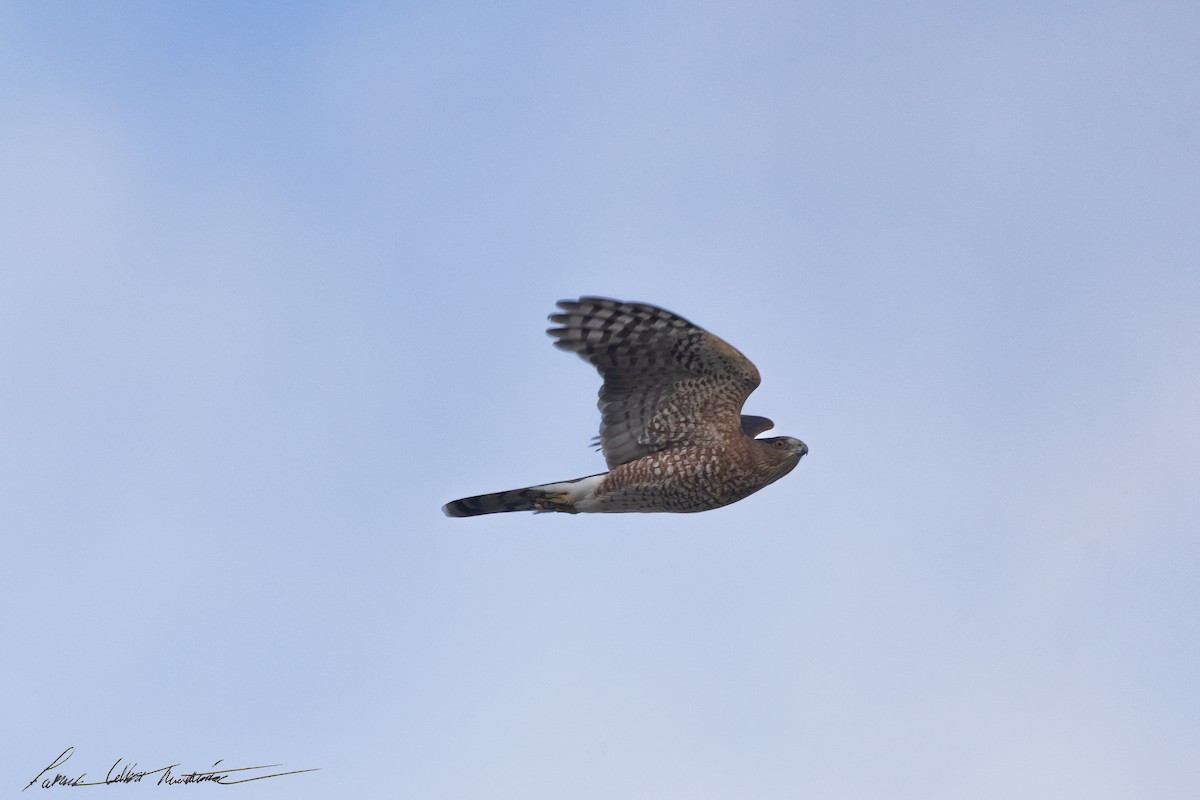 Cooper's Hawk - ML643505967