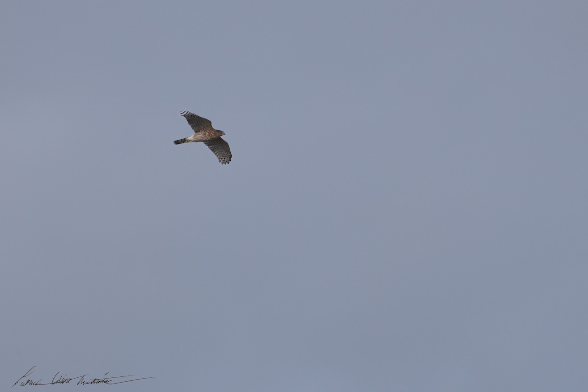 Cooper's Hawk - ML643505968