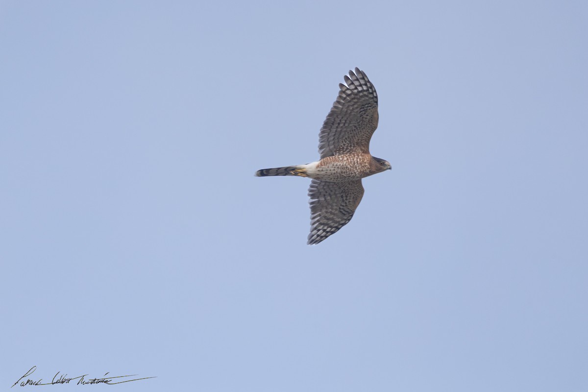 Cooper's Hawk - ML643505969