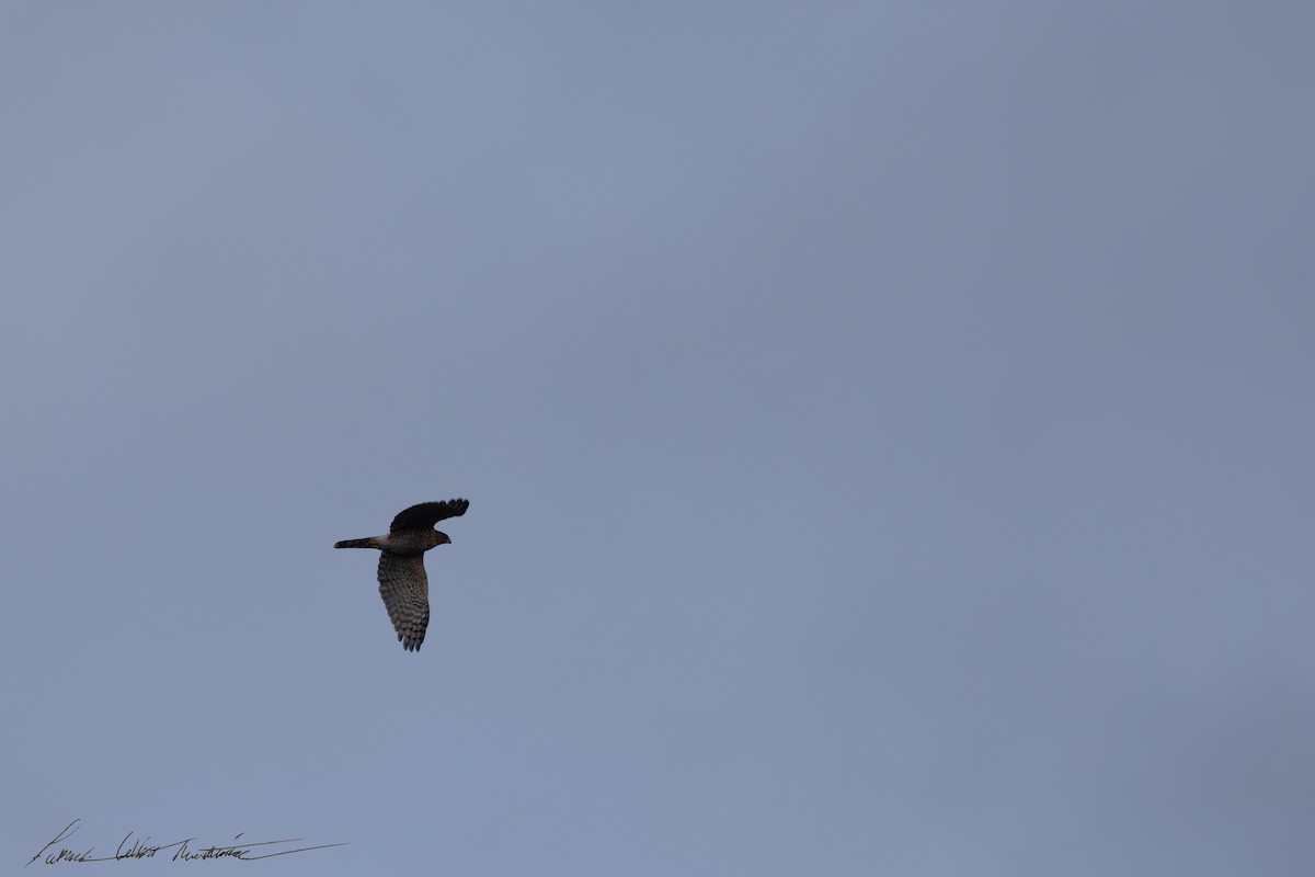 Cooper's Hawk - ML643505970