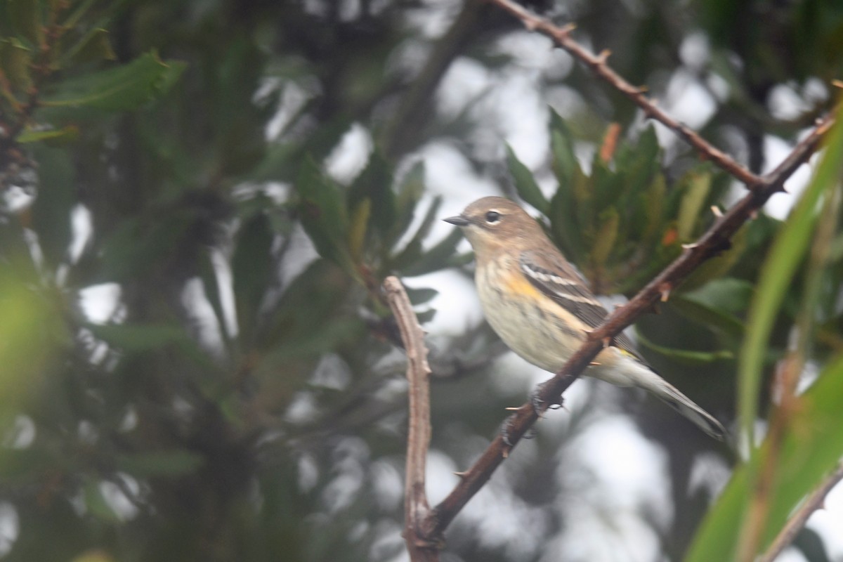 Yellow-rumped Warbler (Myrtle) - ML643505971