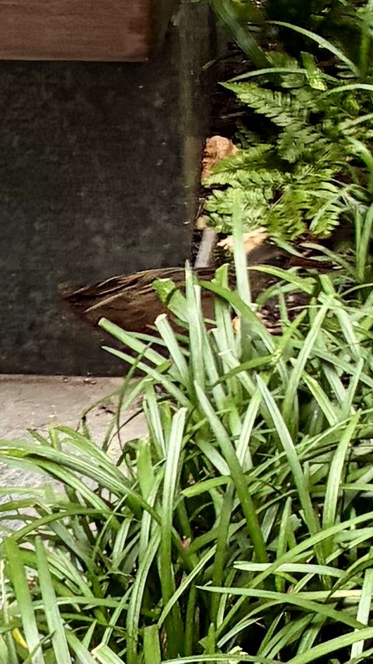 Virginia Rail - ML643505979