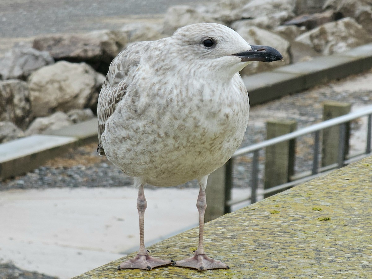 European Herring Gull - ML643505985