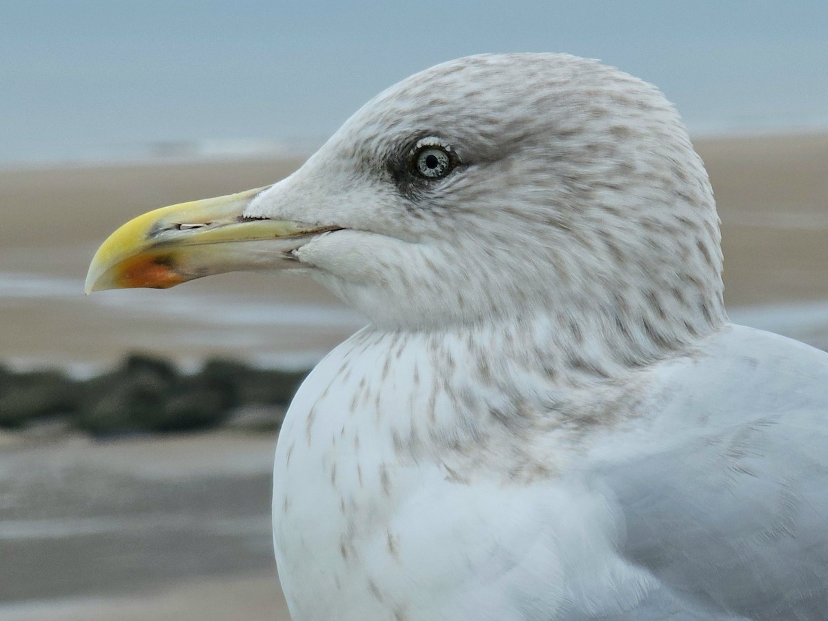 European Herring Gull - ML643505986