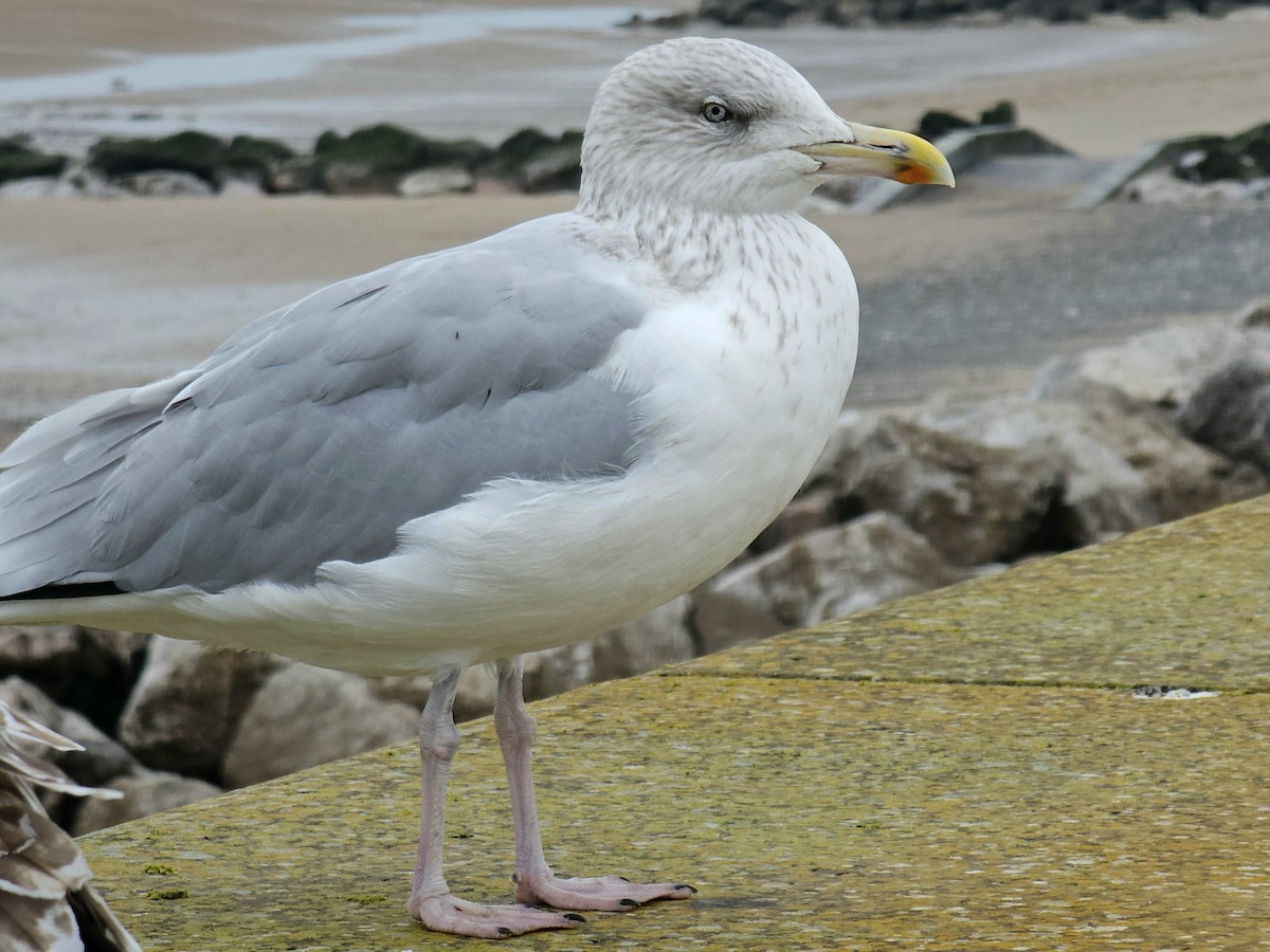 European Herring Gull - ML643505987