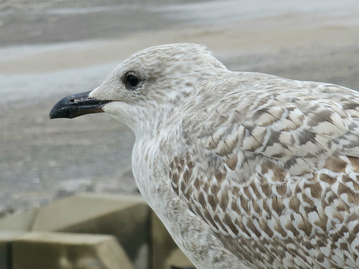 European Herring Gull - ML643505989