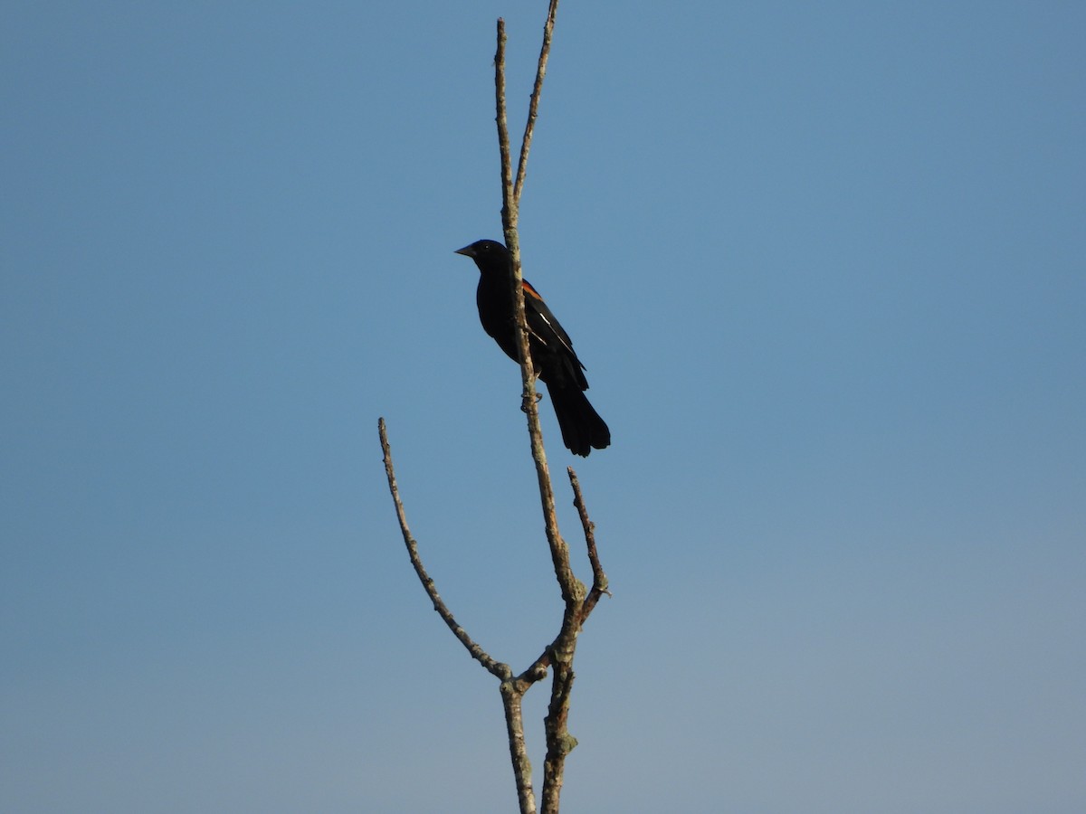 Red-winged Blackbird (Red-winged) - ML643506018