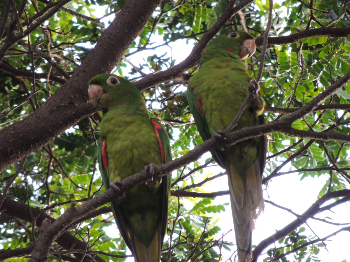 White-eyed Parakeet - ML643506023