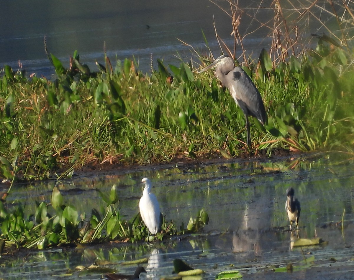 Great Blue Heron - ML643506024