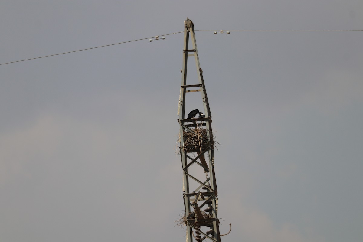עורב עקוד - ML643506045