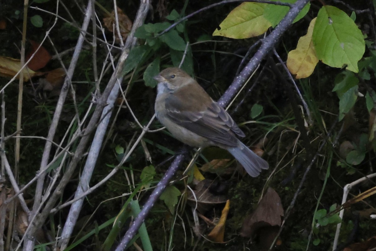 Indigo Bunting - ML643506055