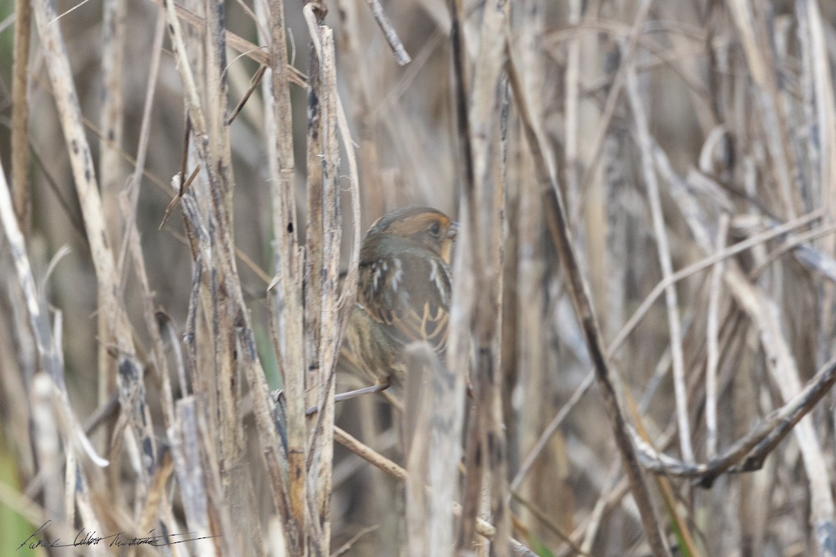 Nelson's Sparrow (Interior) - ML643506059