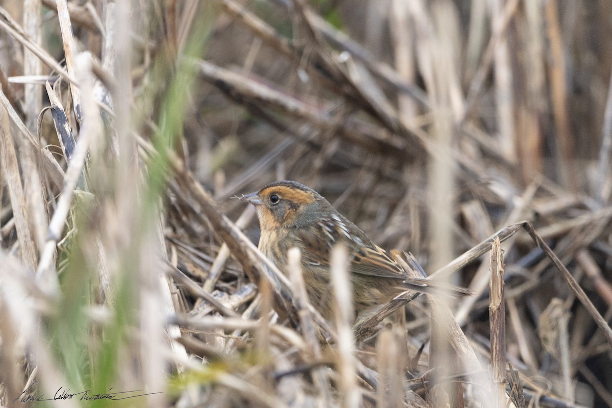 Nelson's Sparrow (Interior) - ML643506060