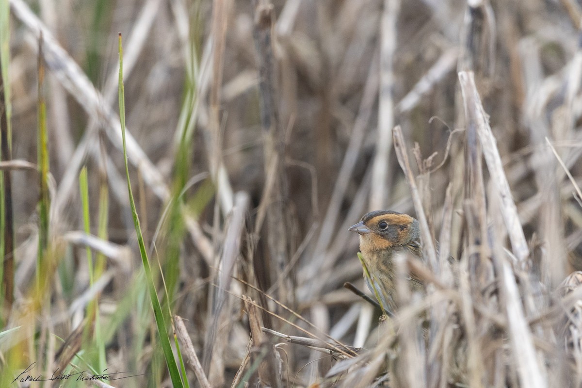 Nelson's Sparrow (Interior) - ML643506061