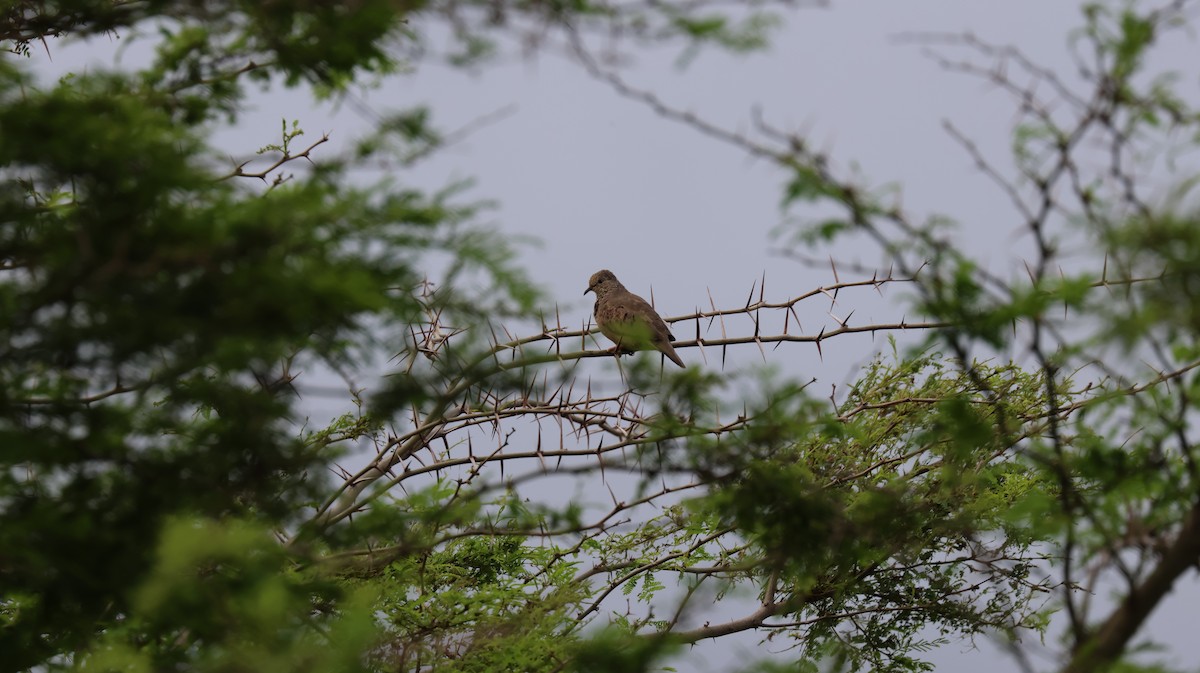 Common Ground Dove - ML643506062