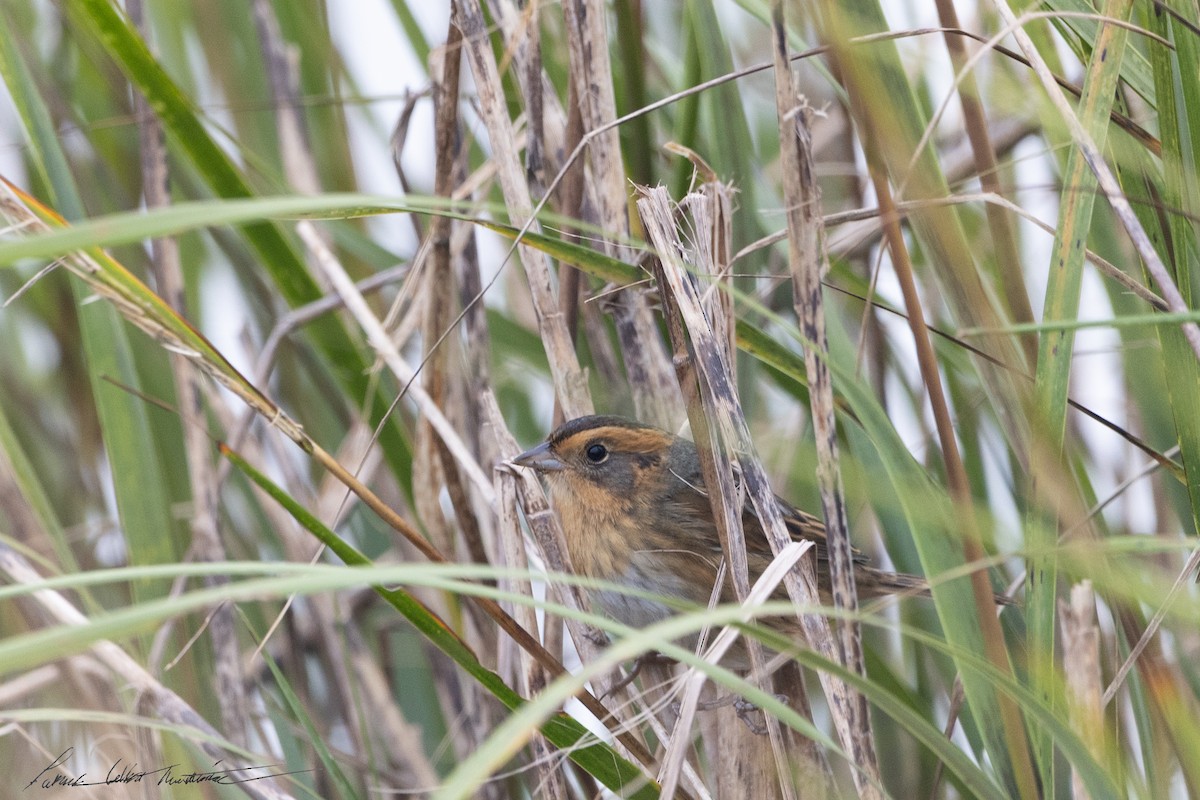 Nelson's Sparrow (Interior) - ML643506063