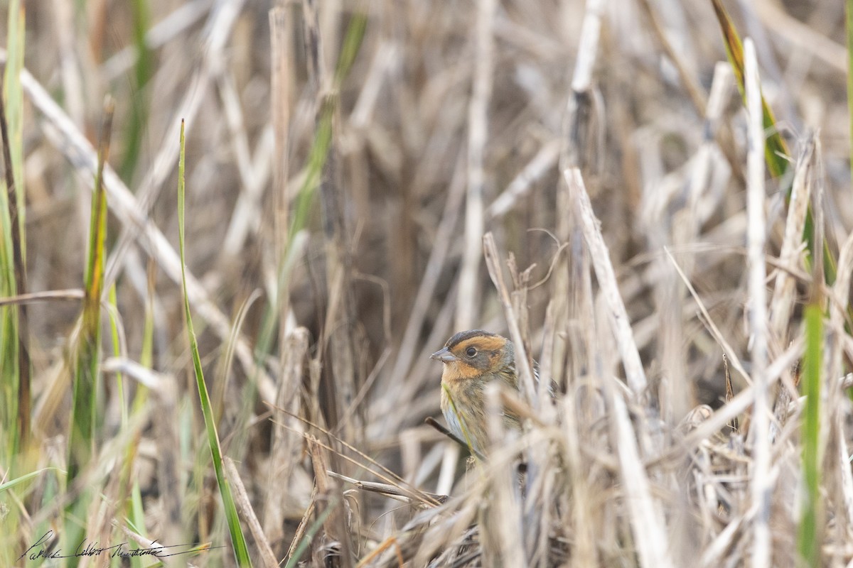 Nelson's Sparrow (Interior) - ML643506067