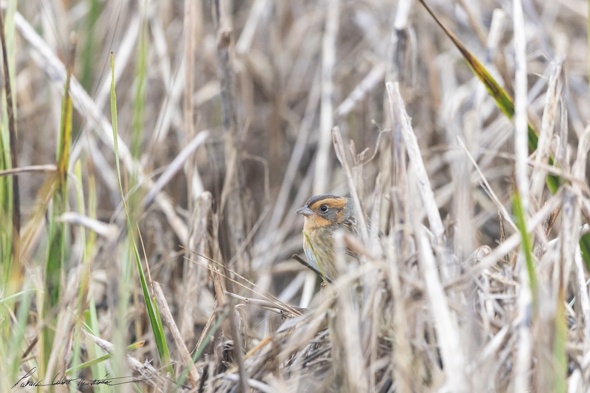 Nelson's Sparrow (Interior) - ML643506068