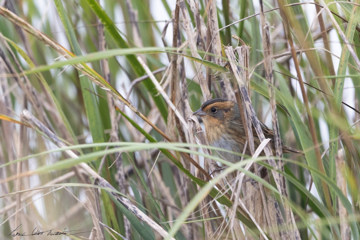 Nelson's Sparrow (Interior) - ML643506069