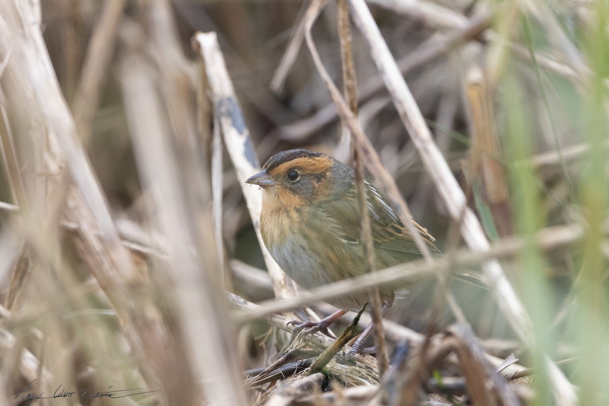 Nelson's Sparrow (Interior) - ML643506070