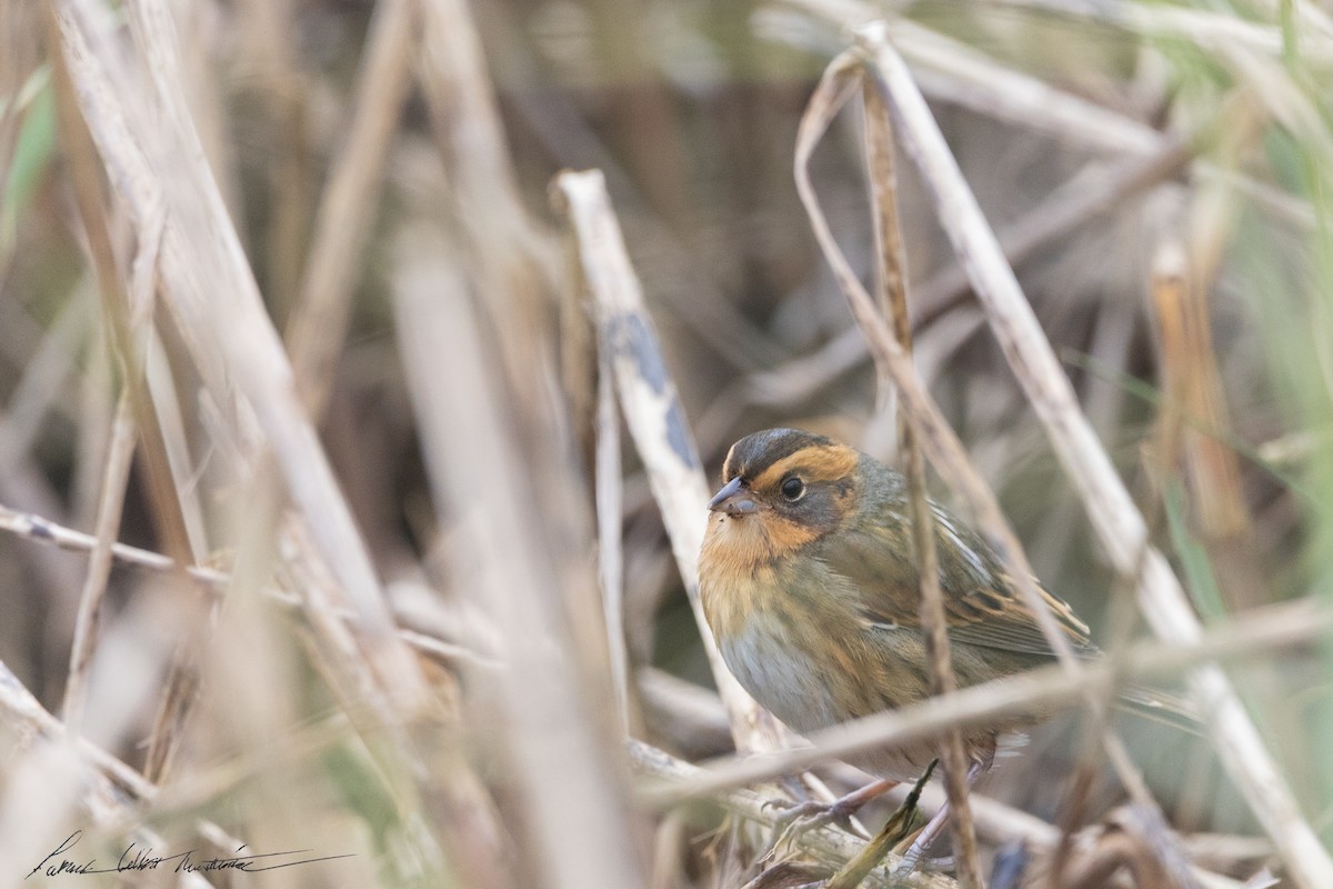 Nelson's Sparrow (Interior) - ML643506071