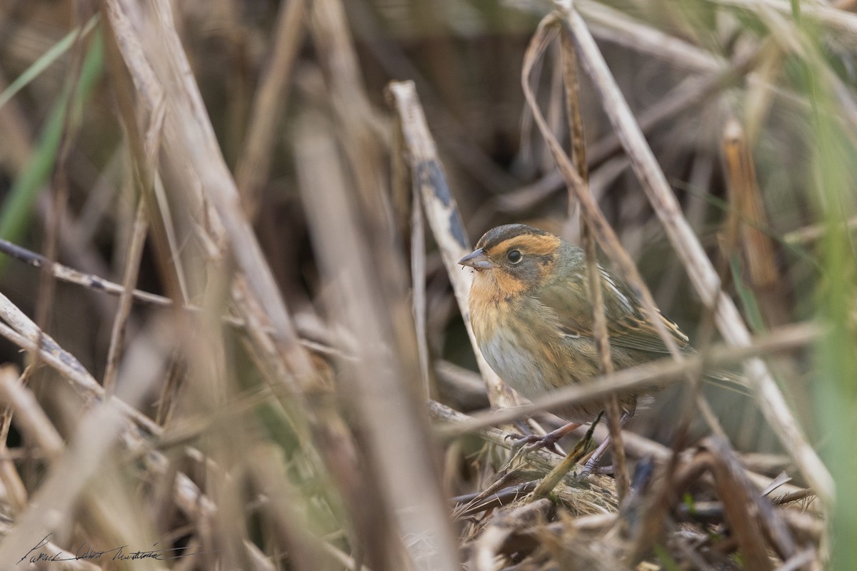 Nelson's Sparrow (Interior) - ML643506074
