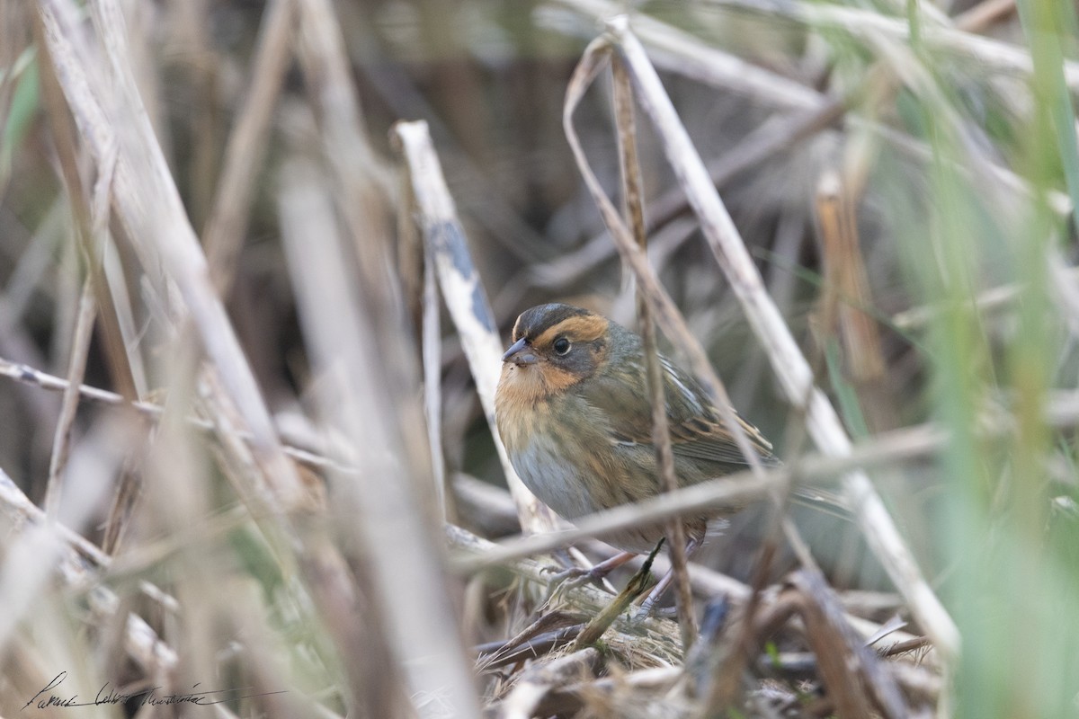 Nelson's Sparrow (Interior) - ML643506075