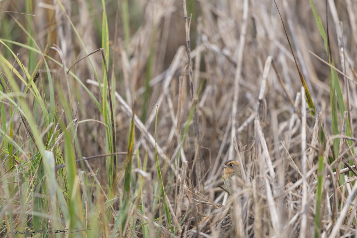 Nelson's Sparrow (Interior) - ML643506076