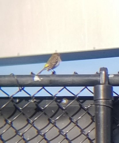 Yellow-rumped Warbler - ML643506077