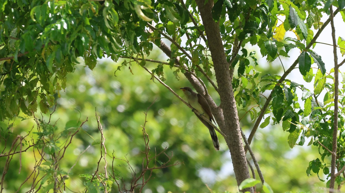 Yellow-billed Cuckoo - ML643506080