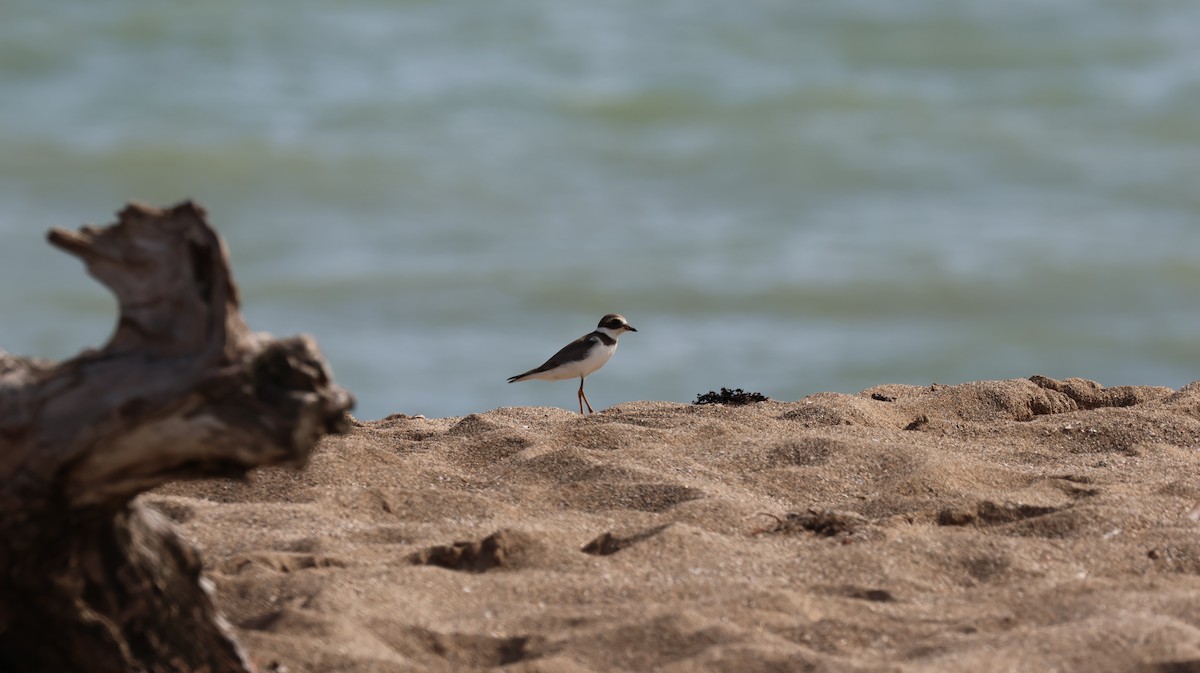 Semipalmated Plover - ML643506085